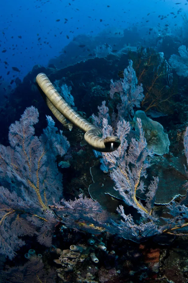 A diver in the Banda Sea.