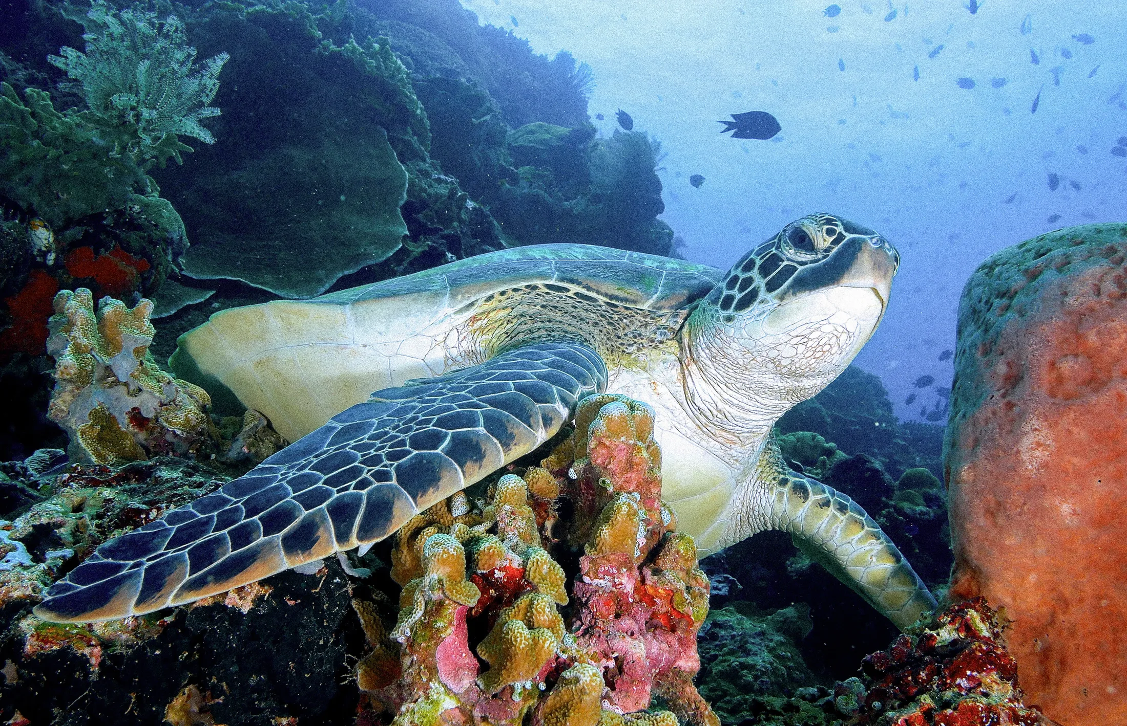 A green turtle resting on the reef.