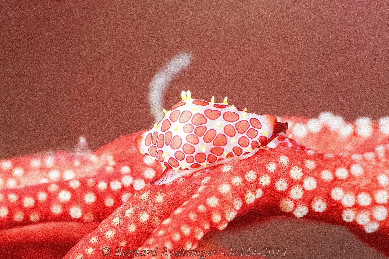 A nudibranch on a red sea star.