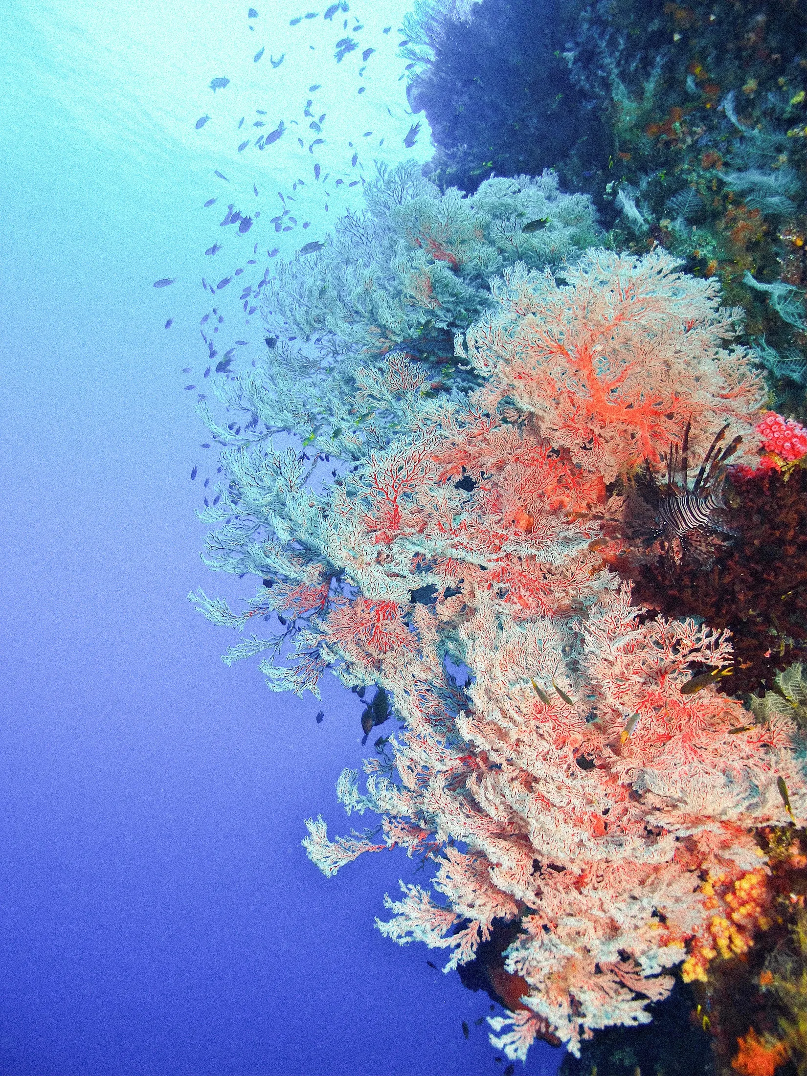 A coral wall covered in sea fans.