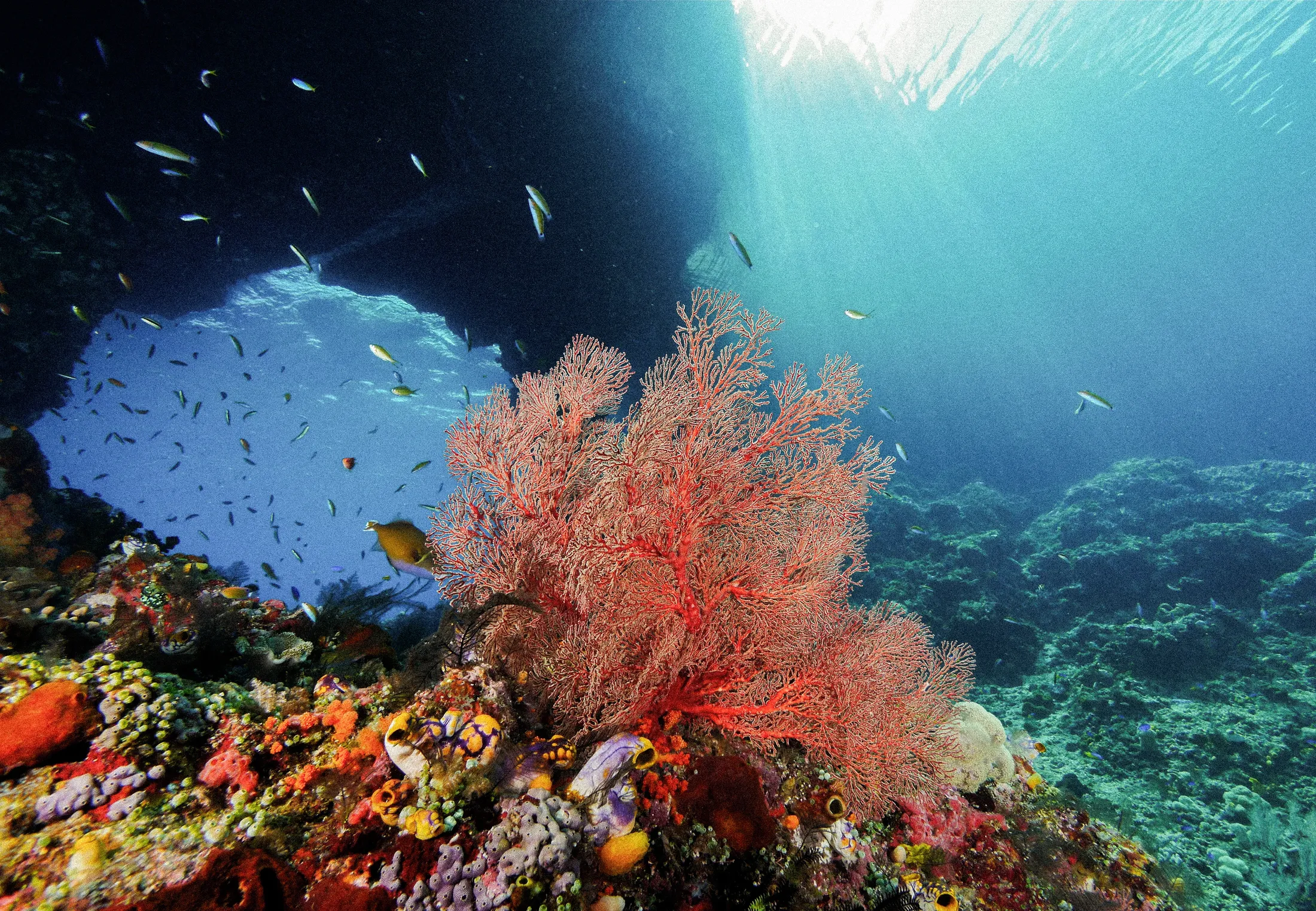 Sea fans and reef fish in a sunlit cavern.