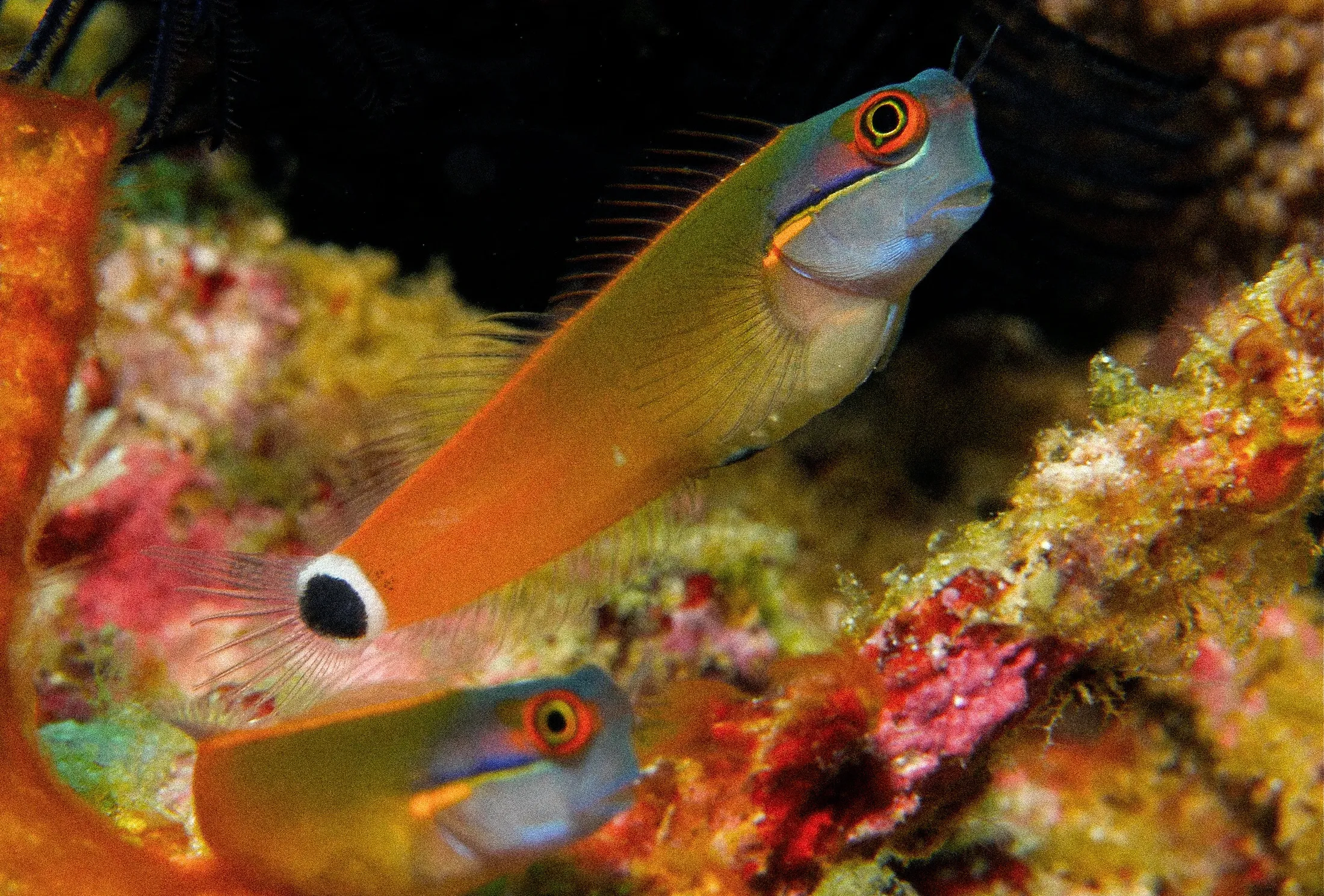 A blenny peering out of the reef.