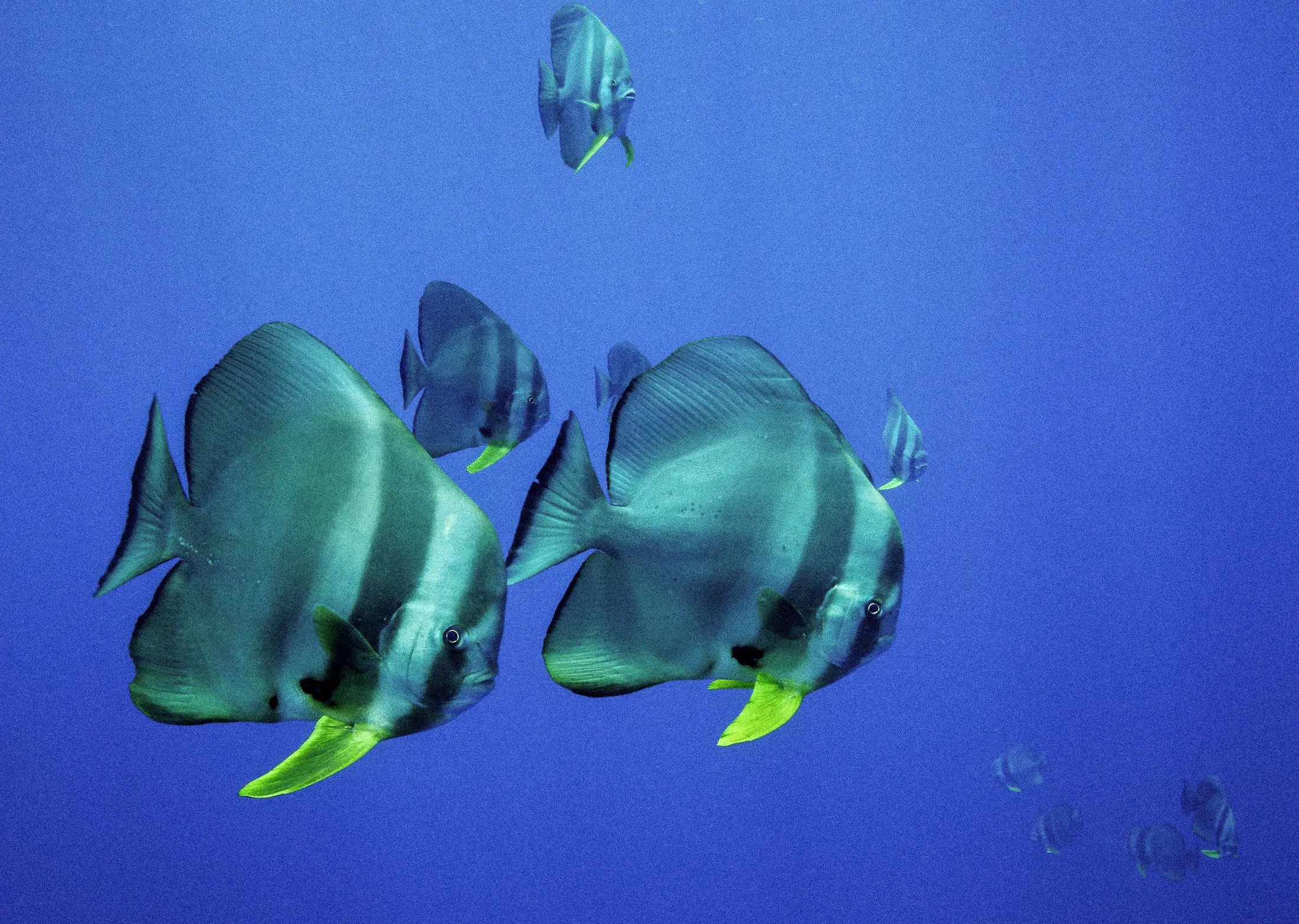 Batfish in open blue water.
