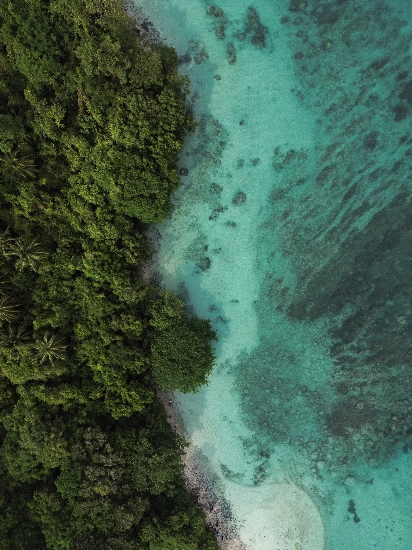 Aerial view of a forested shoreline and turquoise water.