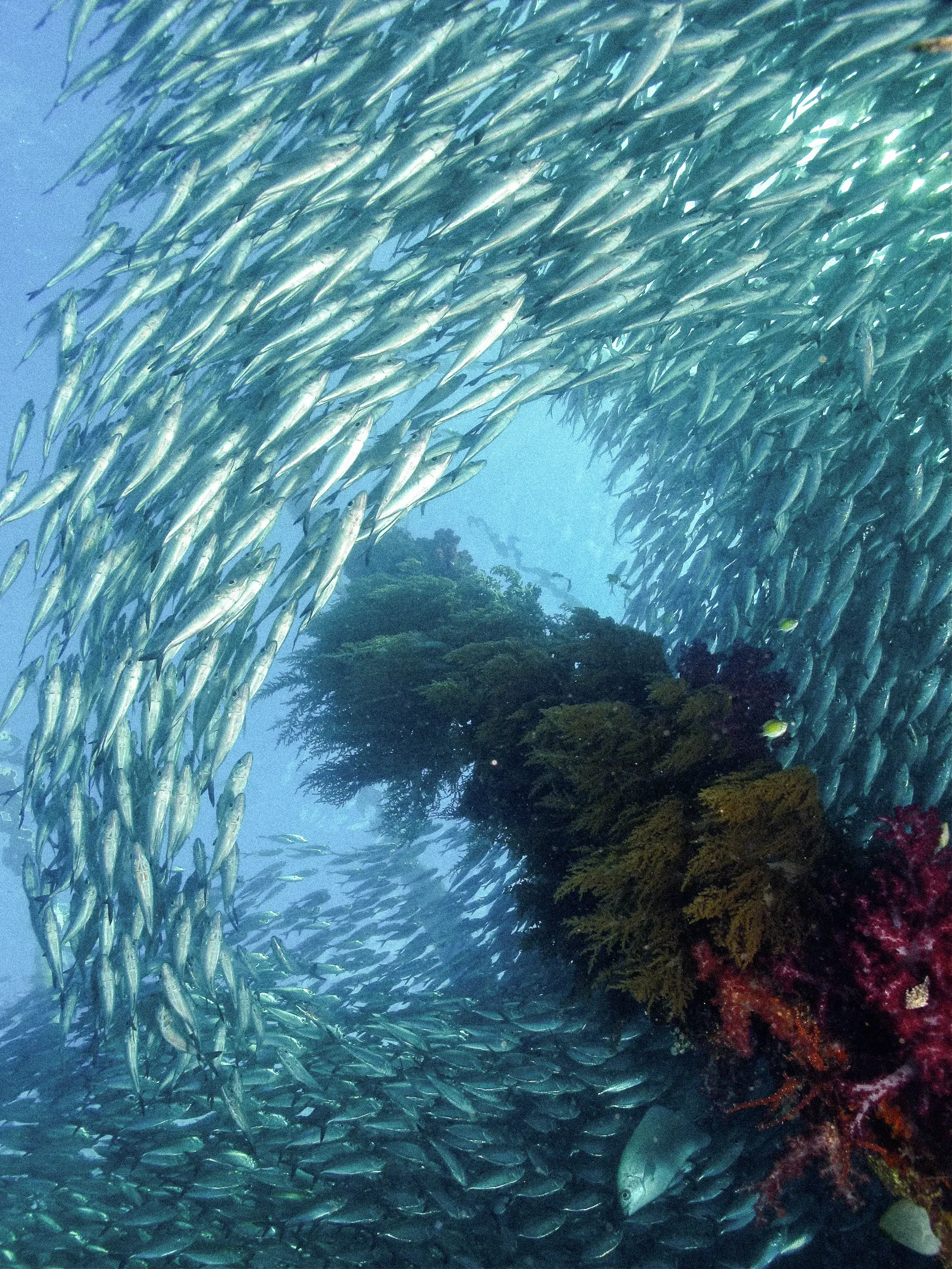 Fish swirling around a reef in a wall of silver.