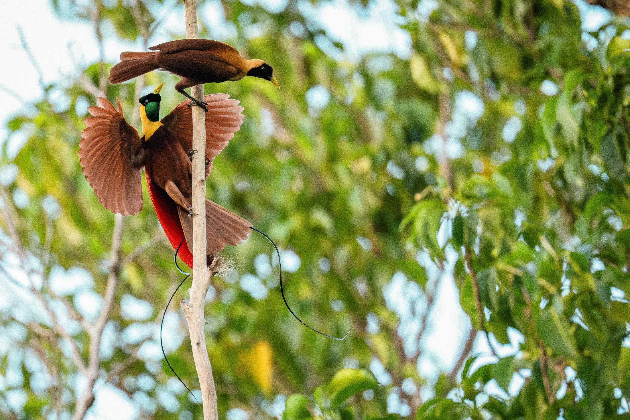 Two red birds of paradise displaying on a branch.