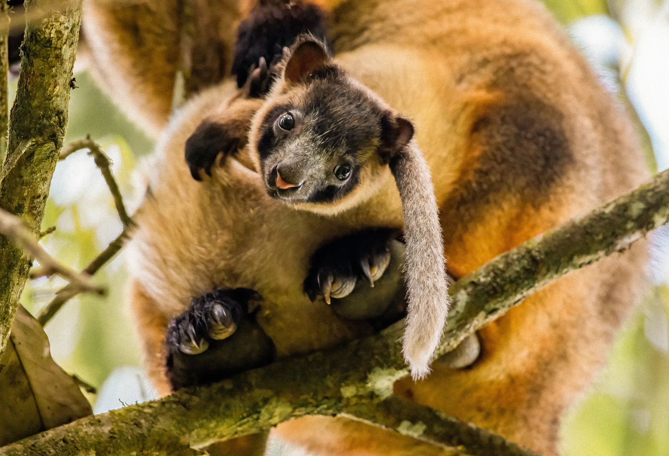 A tree kangaroo looking down from a branch.