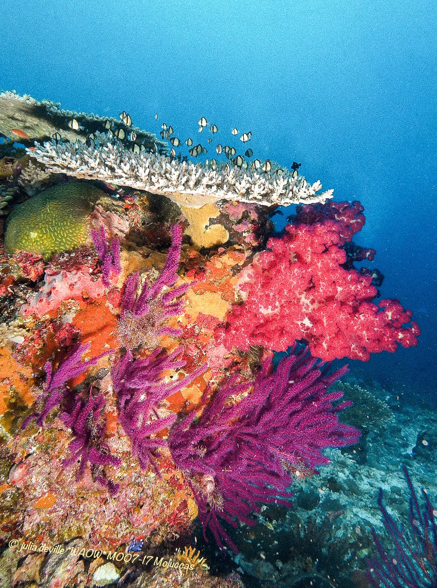 Purple and red soft corals on a reef wall.