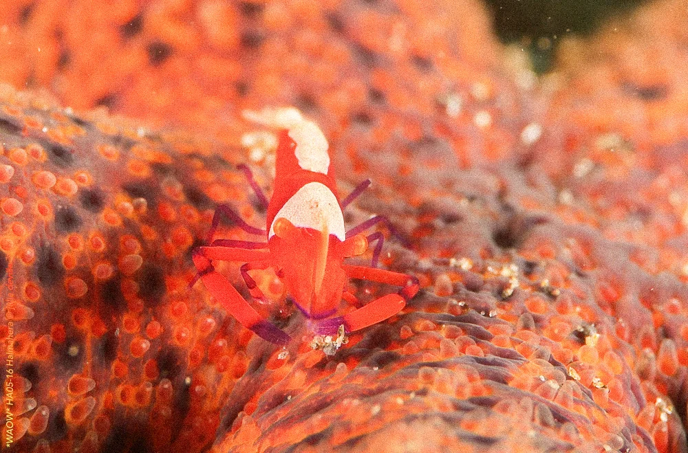 An emperor shrimp on a red sponge.