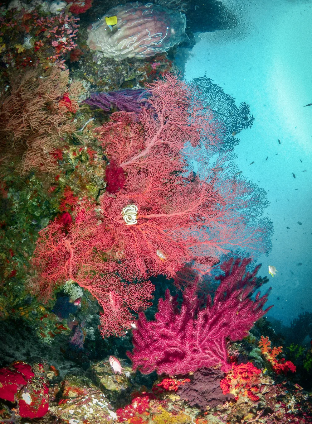 Red sea fans and soft coral on a reef wall.
