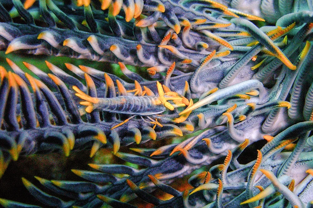 Feather star arms in close-up, blue and orange.