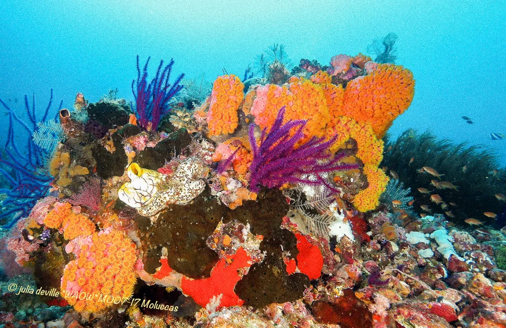 A colourful reef of soft corals and sponges.