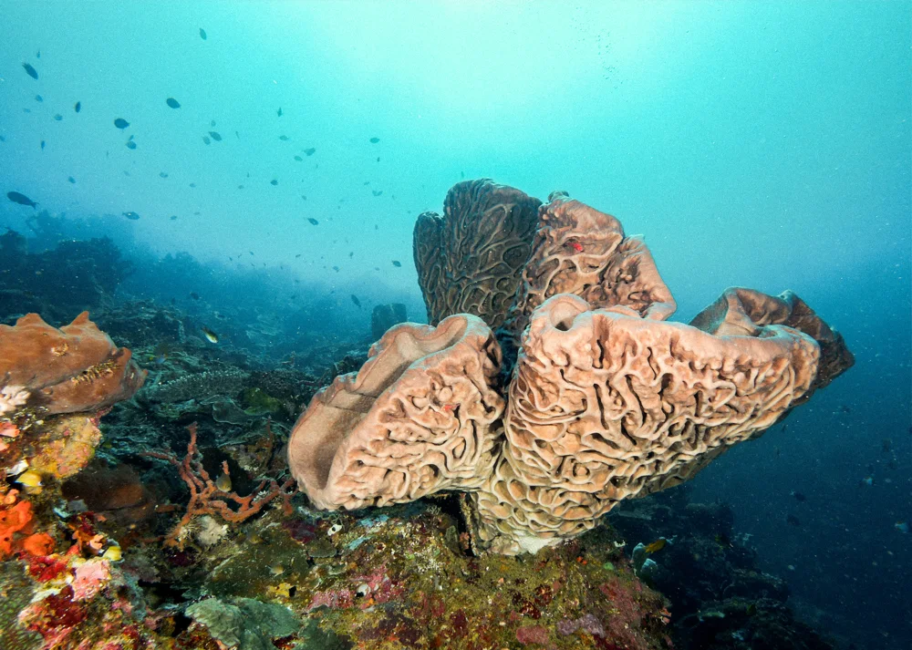 Barrel sponges on a reef in blue water.