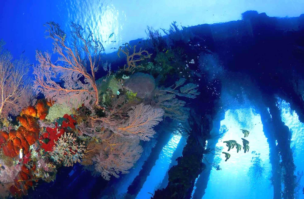 Sea fans and soft coral under a wreck's timbers.