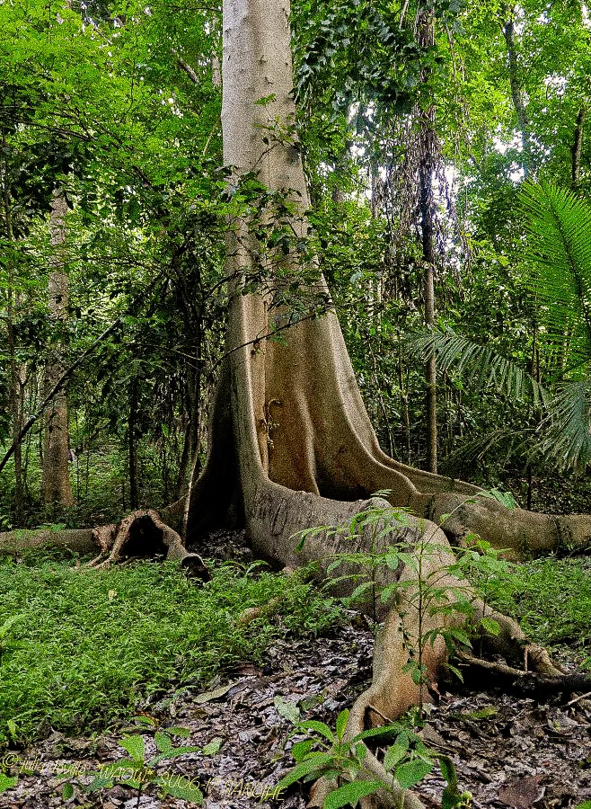 A buttressed tree in the rainforest.