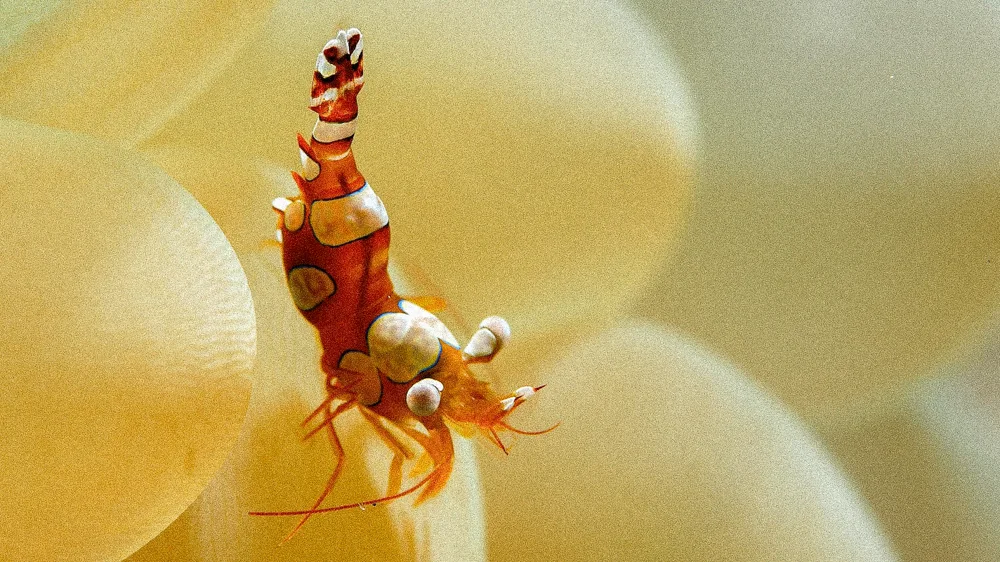 A shrimp on a pale bubble anemone.