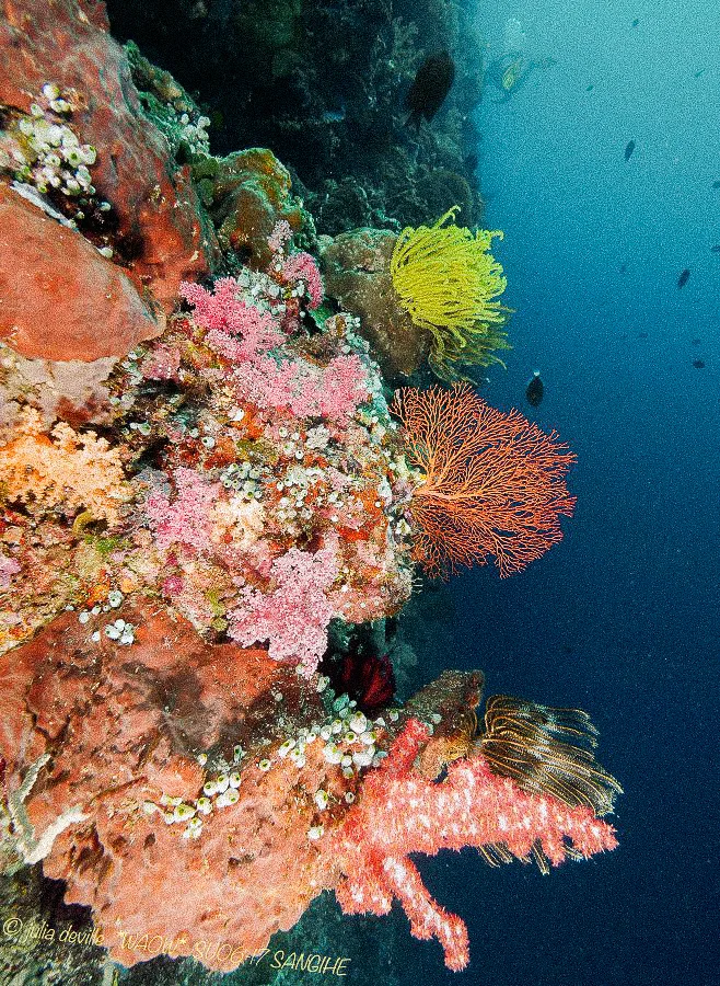 Soft corals and a feather star on a reef wall.