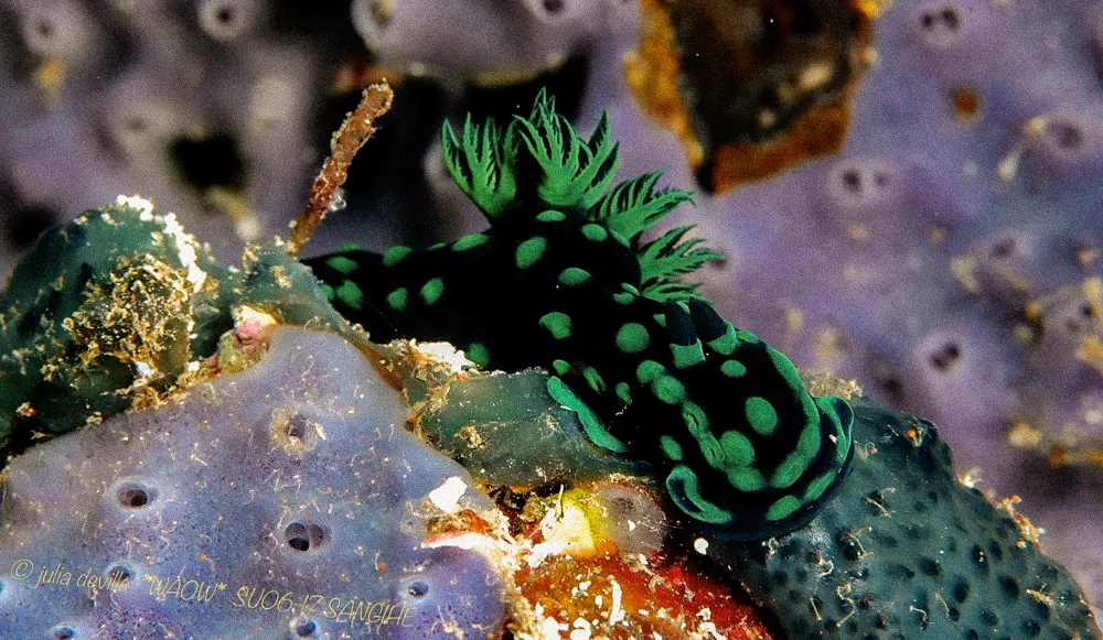 A black-and-green nudibranch on a purple sponge.