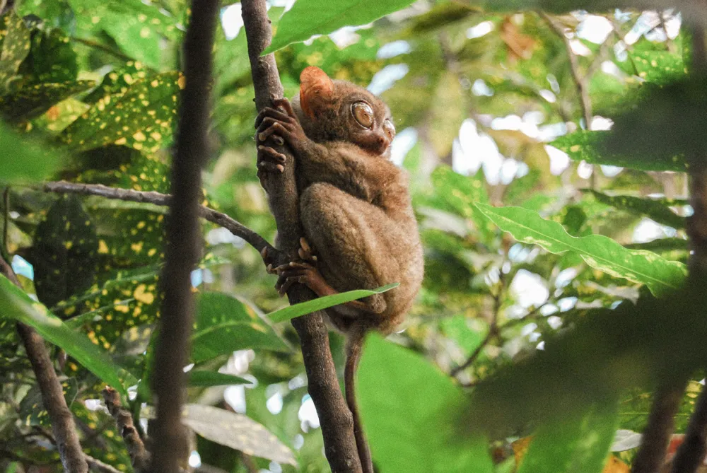 A spectral tarsier clinging to a branch.