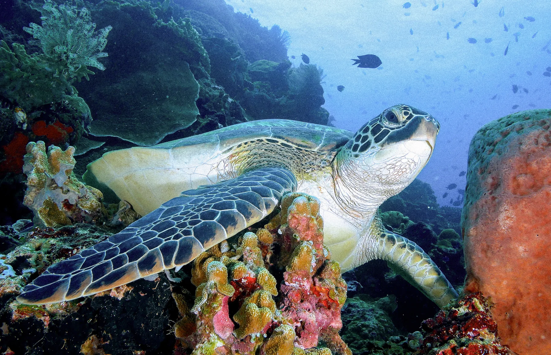 A green sea turtle resting on a coral reef.