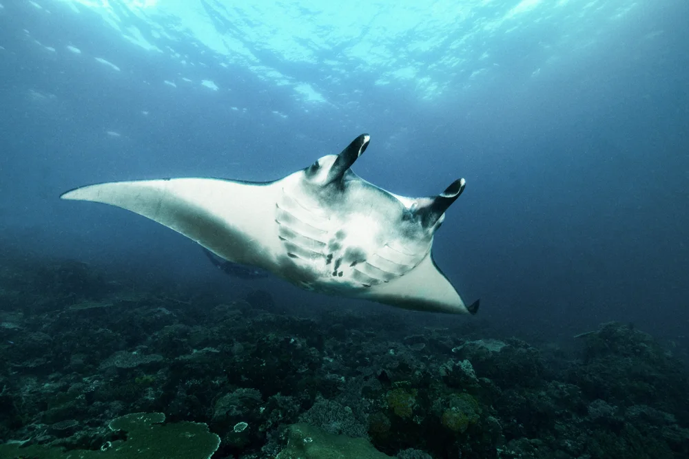 A manta ray gliding over a reef.