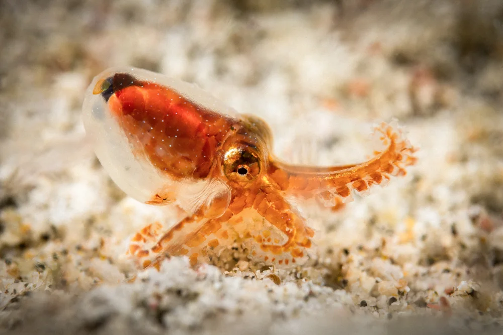 A tiny orange octopus on pale sand.
