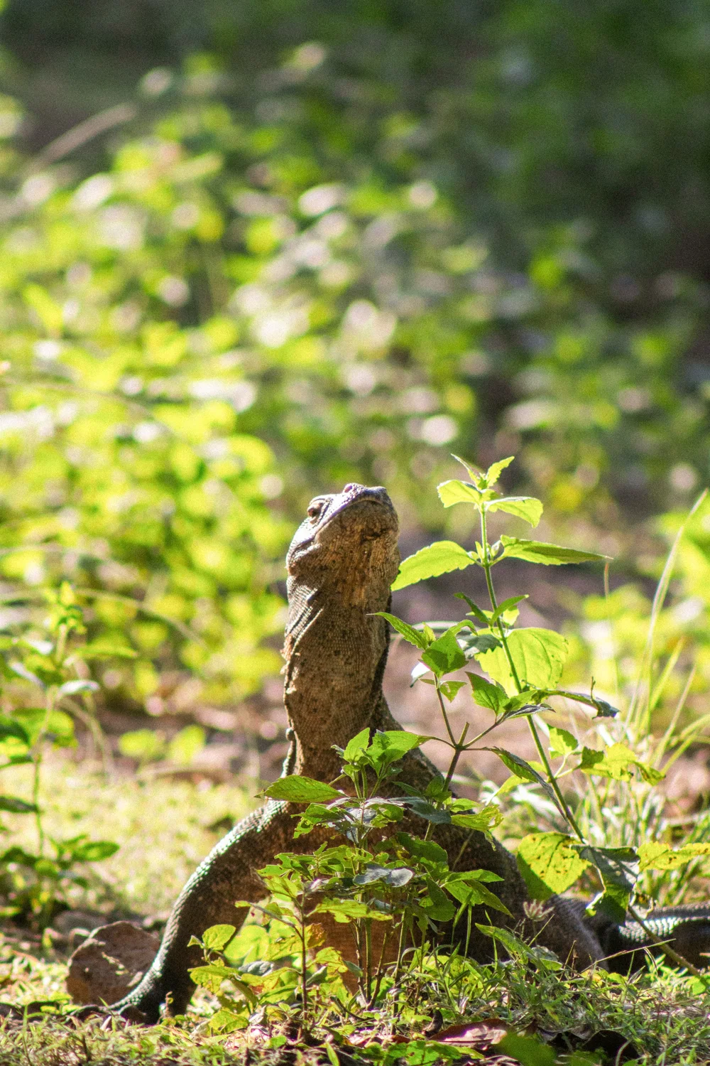 A Komodo dragon among green plants.