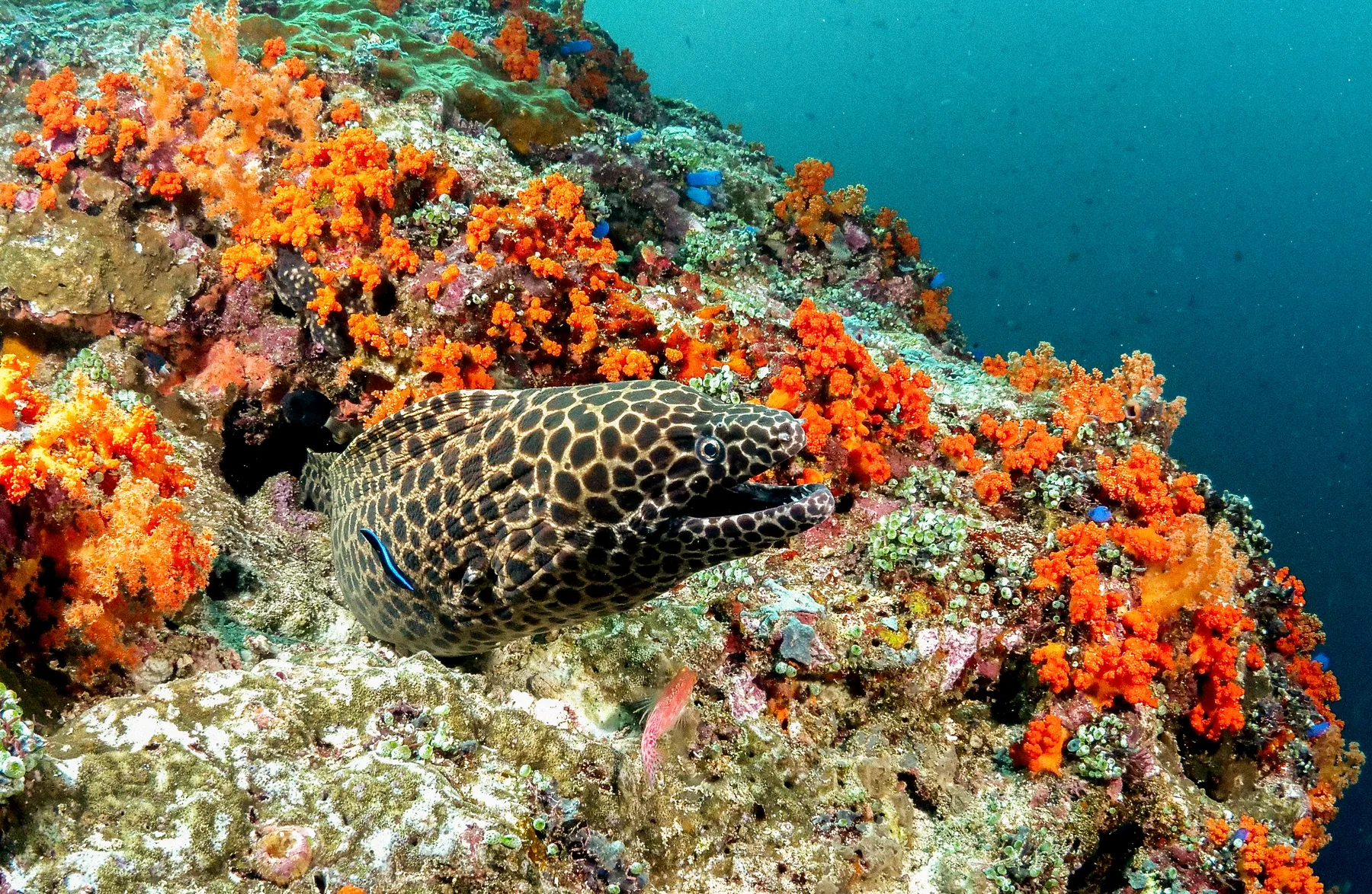 A honeycomb moray on an orange coral reef.