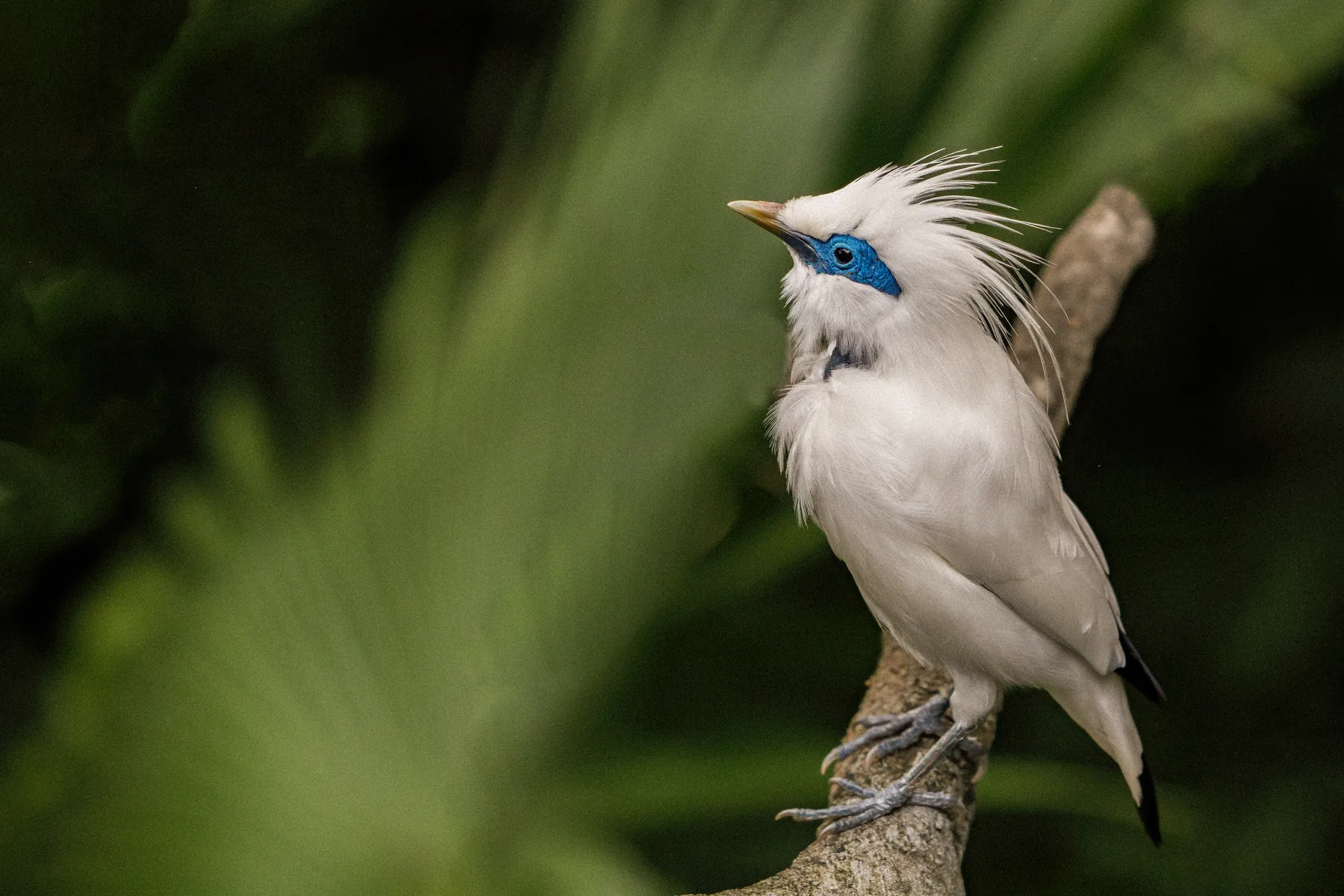 A Bali myna perched on a branch.