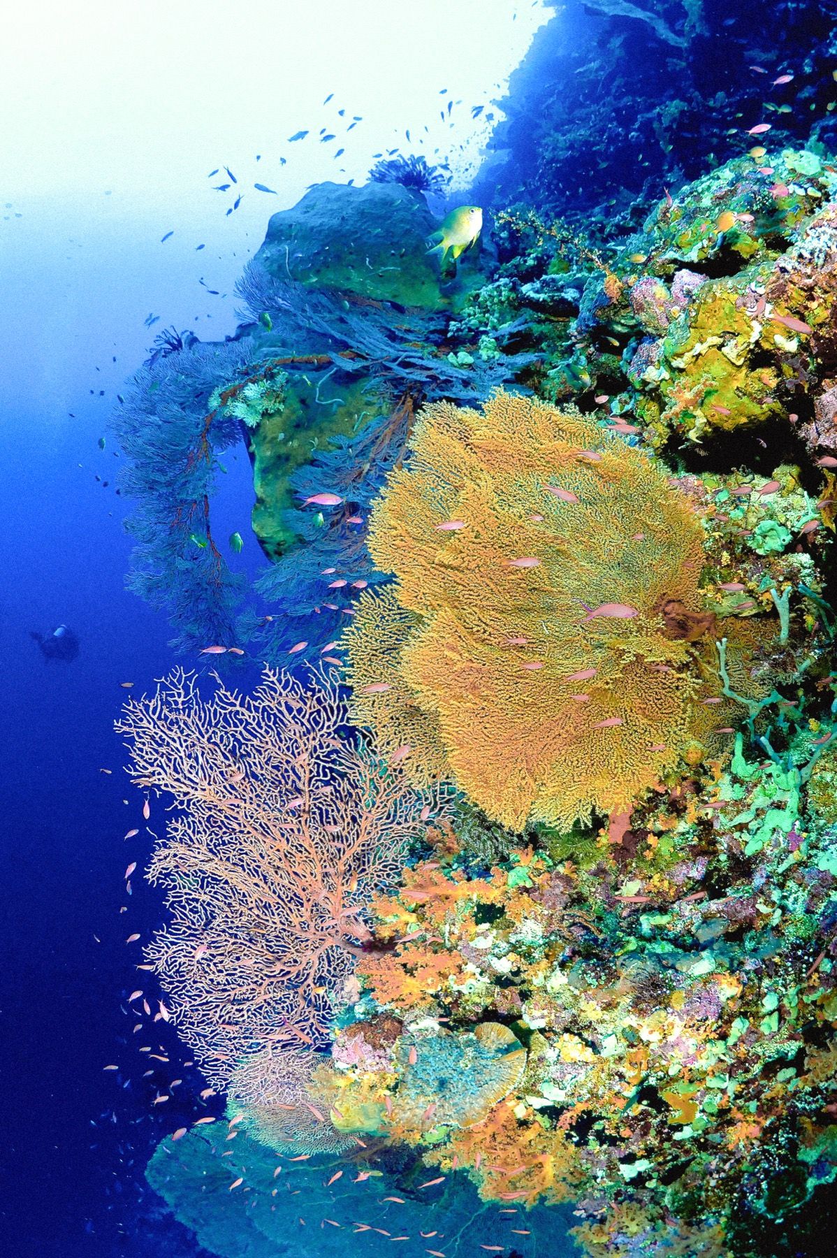 A coral reef wall with sea fans and schooling fish, a diver in the distance.