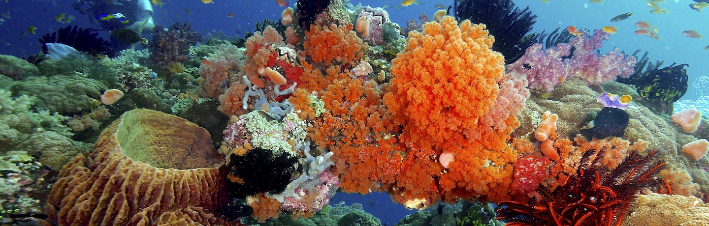 scuba diving and sailing aboard MSY WAOW in Raja Ampat Indonesia part of coral triangle 