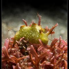 WAOW liveaboard cruising and sailing for scuba diving in Indonesia ALOR - Muck diving Macrophotography Critters and reefs - Nudibranch