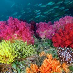 Pinisi Charter vessel and luxury liveaboard WAOW cruising, sailing and scuba diving in Indonesia Raja Ampat, Papua Barat, Moluccas, Seram sea,Triton Bay, Kaimana and Ambon. colore full soft corals