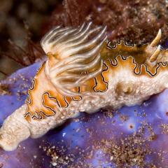 Nudibranch - photo taken during a scuba diving cruise onboard liveaboard WAOW in Indonesia