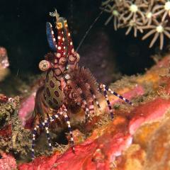 Rare shrimp. Cruising for scuba diving in KOMODO Indonesia with liveaboard MSY WAOW