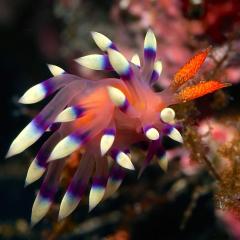 Nudibranch. Cruising for scuba diving in KOMODO Indonesia with liveaboard MSY WAOW