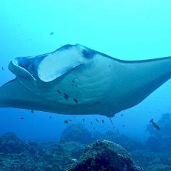 Manta Ray Alley. Cruising for scuba diving in KOMODO Indonesia with liveaboard MSY WAOW