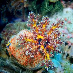 Sea Apple. Cruising for scuba diving in KOMODO Indonesia with liveaboard MSY WAOW
