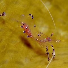 Shrimp. Cruising for scuba diving in KOMODO Indonesia with liveaboard MSY WAOW
