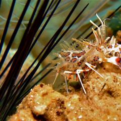 Tiger Shrimp. Cruising for scuba diving in KOMODO Indonesia with liveaboard MSY WAOW
