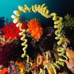 Whipe coral. Cruising for scuba diving in KOMODO Indonesia with liveaboard MSY WAOW