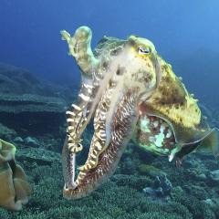 Giant Cuttlefish. Cruising for scuba diving in KOMODO Indonesia with liveaboard MSY WAOW