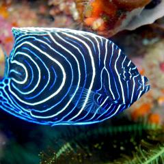 Juvenile angel fish. Cruising for scuba diving in KOMODO Indonesia with liveaboard MSY WAOW