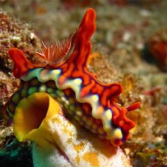 Magnificant nudibranch. Cruising for scuba diving in KOMODO Indonesia with liveaboard MSY WAOW