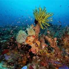 WAOW liveaboard et bateau de croisière plongée, plonger Indonesie Ile d’ALOR paradis du photograph sous-marin pour macro photo Creatures rares, corail et récifs - 