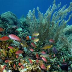 WAOW liveaboard für Tauchsafari - segelt und kreuzt in Indonesien ALOR paradis des Unterwasserfotografen, macro Foto, Critters, Korallen und Riffe - 