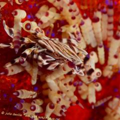 WAOW liveaboard et bateau de croisière plongée, plonger Indonesie Ile d’ALOR paradis du photograph sous-marin pour macro photo Creatures rares, corail et récifs -  crabe zèbre - Zebra-crab