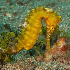 WAOW liveaboard cruising and sailing for scuba diving in Indonesia ALOR - Muck diving Macrophotography Critters and reefs - seahorse - hypocampe