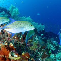 Diving WAOW liveaboard für Tauchsafari Moluccas Halmahera Blue travellies