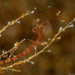 Diving WAOW Liveaboard scuba diving Moluccas Halmahera Skeleton shrimp